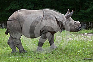 Indian rhinoceros Rhinoceros unicornis.