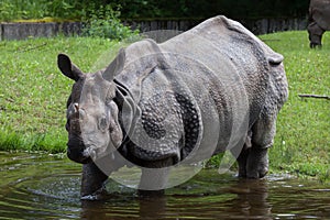 Indian rhinoceros Rhinoceros unicornis.