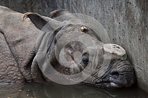 Indian rhinoceros Rhinoceros unicornis.