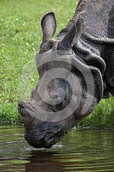 Indian rhinoceros Rhinoceros unicornis.