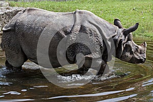 Indian rhinoceros Rhinoceros unicornis.