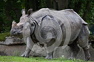 Indian rhinoceros Rhinoceros unicornis.