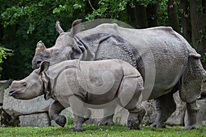 Indian rhinoceros Rhinoceros unicornis.