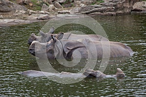 Indian rhinoceros Rhinoceros unicornis.