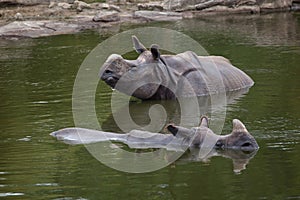 Indian rhinoceros Rhinoceros unicornis.