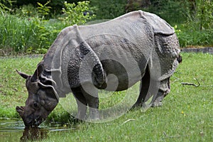 Indian rhinoceros Rhinoceros unicornis.