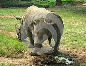 Indian Rhinoceros (Rhinoceros unicornis)