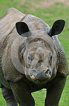 Indian Rhinoceros, rhinoceros unicornis, Adult