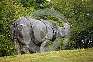 Indian Rhinoceros, rhinoceros unicornis, Adult Flehming