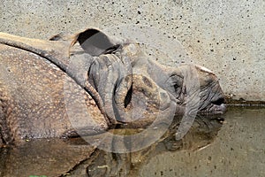 The Indian Rhinoceros, Rhinoceros unicornis aka Greater One-horned Rhinoceros