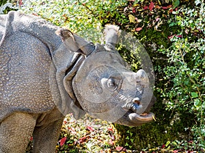 The Indian Rhinoceros, Rhinoceros unicornis aka Greater One-horned Rhinoceros