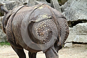 The Indian Rhinoceros, Rhinoceros unicornis aka Greater One-horned Rhinoceros