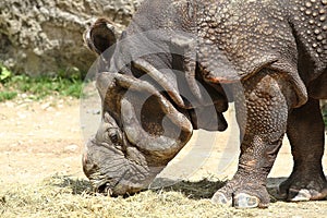 The Indian Rhinoceros, Rhinoceros unicornis aka Greater One-horned Rhinoceros