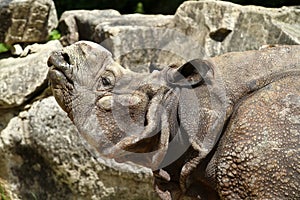 The Indian Rhinoceros, Rhinoceros unicornis aka Greater One-horned Rhinoceros