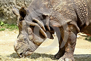 The Indian Rhinoceros, Rhinoceros unicornis aka Greater One-horned Rhinoceros