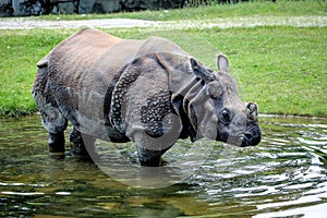 The Indian Rhinoceros, Rhinoceros unicornis aka Greater One-horned Rhinoceros