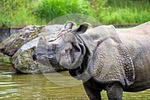 The Indian Rhinoceros, Rhinoceros unicornis aka Greater One-horned Rhinoceros