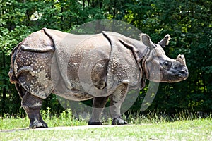 The Indian Rhinoceros, Rhinoceros unicornis aka Greater One-horned Rhinoceros