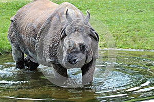 The Indian Rhinoceros, Rhinoceros unicornis aka Greater One-horned Rhinoceros