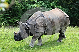 The Indian Rhinoceros, Rhinoceros unicornis aka Greater One-horned Rhinoceros