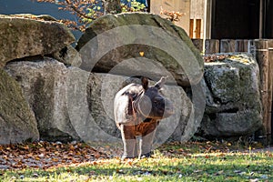 The Indian Rhinoceros, Rhinoceros unicornis aka Greater One-horned Rhinoceros