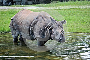 The Indian Rhinoceros, Rhinoceros unicornis aka Greater One-horned Rhinoceros