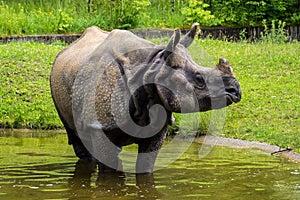 The Indian Rhinoceros, Rhinoceros unicornis aka Greater One-horned Rhinoceros