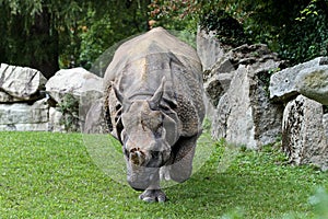 The Indian Rhinoceros, Rhinoceros unicornis aka Greater One-horned Rhinoceros