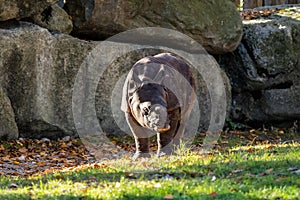 The Indian Rhinoceros, Rhinoceros unicornis aka Greater One-horned Rhinoceros