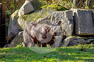 The Indian Rhinoceros, Rhinoceros unicornis aka Greater One-horned Rhinoceros