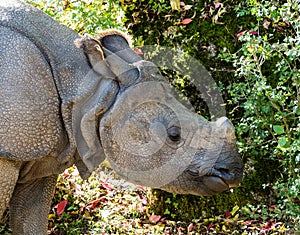 The Indian Rhinoceros, Rhinoceros unicornis aka Greater One-horned Rhinoceros