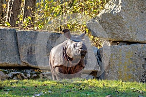 The Indian Rhinoceros, Rhinoceros unicornis aka Greater One-horned Rhinoceros