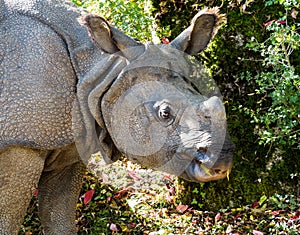 The Indian Rhinoceros, Rhinoceros unicornis aka Greater One-horned Rhinoceros