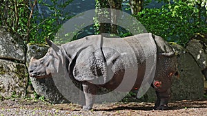 The Indian Rhinoceros, Rhinoceros unicornis aka Greater One-horned Rhinoceros