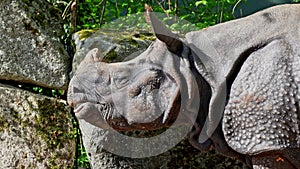 The Indian Rhinoceros, Rhinoceros unicornis aka Greater One-horned Rhinoceros