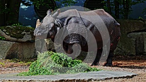 The Indian Rhinoceros, Rhinoceros unicornis aka Greater One-horned Rhinoceros