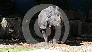 The Indian Rhinoceros, Rhinoceros unicornis aka Greater One-horned Rhinoceros