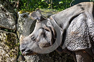 The Indian Rhinoceros, Rhinoceros unicornis aka Greater One-horned Rhinoceros