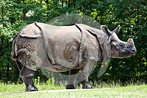 The Indian Rhinoceros, Rhinoceros unicornis aka Greater One-horned Rhinoceros photo
