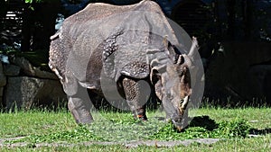 The Indian Rhinoceros, Rhinoceros unicornis is also called Greater One-horned Rhinoceros