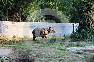 The Indian rhinoceros & x28;Rhinoceros unicornis& x29;, also called the greater one-horned rhinoceros and great Indian rhinoceros