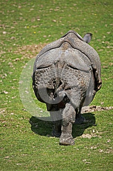 INDIAN RHINOCEROS rhinoceros unicornis, BACK VIEW OF A FEMALE