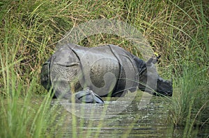 Indian rhinoceros or Rhinoceros unicornis with cub in a swamp