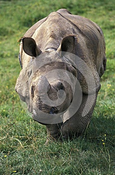 INDIAN RHINOCEROS rhinoceros unicornis, FEMALE