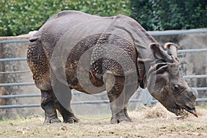 Indian Rhinoceros (Rhinoceros unicornis) has only one horn