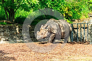Indian rhinoceros (Rhinoceros unicornis), or Indian rhino for short, also known as greater one-horned rhinoceros