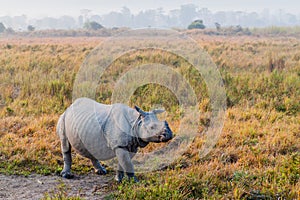 Indian rhinoceros (Rhinoceros unicornis) in Kaziranga national park, Ind