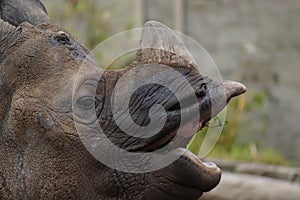 Indian Rhinoceros - Rhinoceros unicornis photo