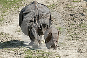 Indian Rhinoceros, rhinoceros unicornis, Mother with Calf