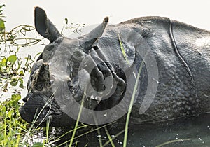 Indian rhinoceros Rhinoceros unicornis or one-horned rhinoceros